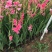 唐菖蒲自产自销唐菖蒲种植基地唐菖蒲批发价格