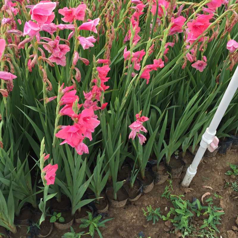 唐菖蒲自产自销唐菖蒲种植基地唐菖蒲批发价格