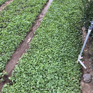 蜀葵农户直销蜀葵600万低价处理蜀葵