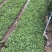 蜀葵农户直销蜀葵600万低价处理蜀葵