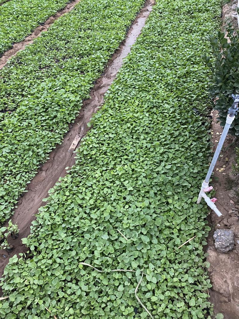 蜀葵农户直销蜀葵600万低价处理蜀葵