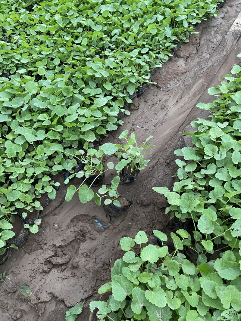 蜀葵农户直销蜀葵600万低价处理蜀葵