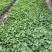 蜀葵农户直销蜀葵600万低价处理蜀葵