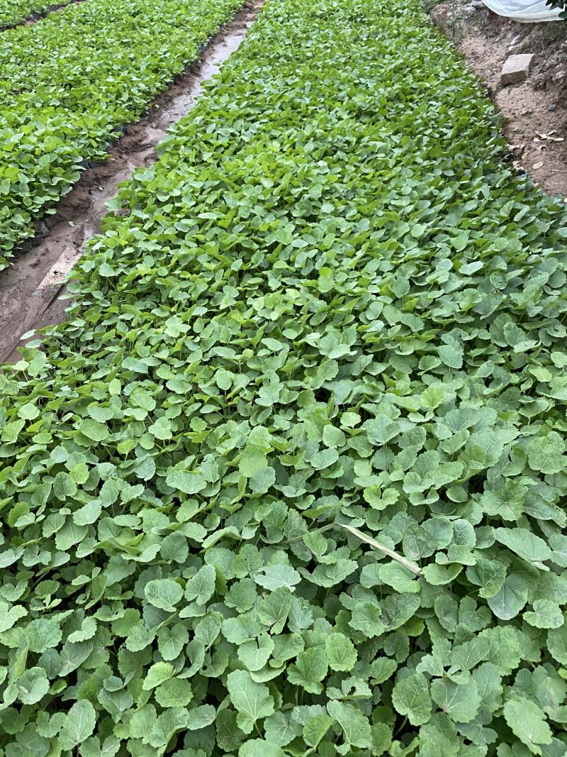 蜀葵农户直销蜀葵600万低价处理蜀葵