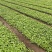 蜀葵农户直销蜀葵600万低价处理蜀葵