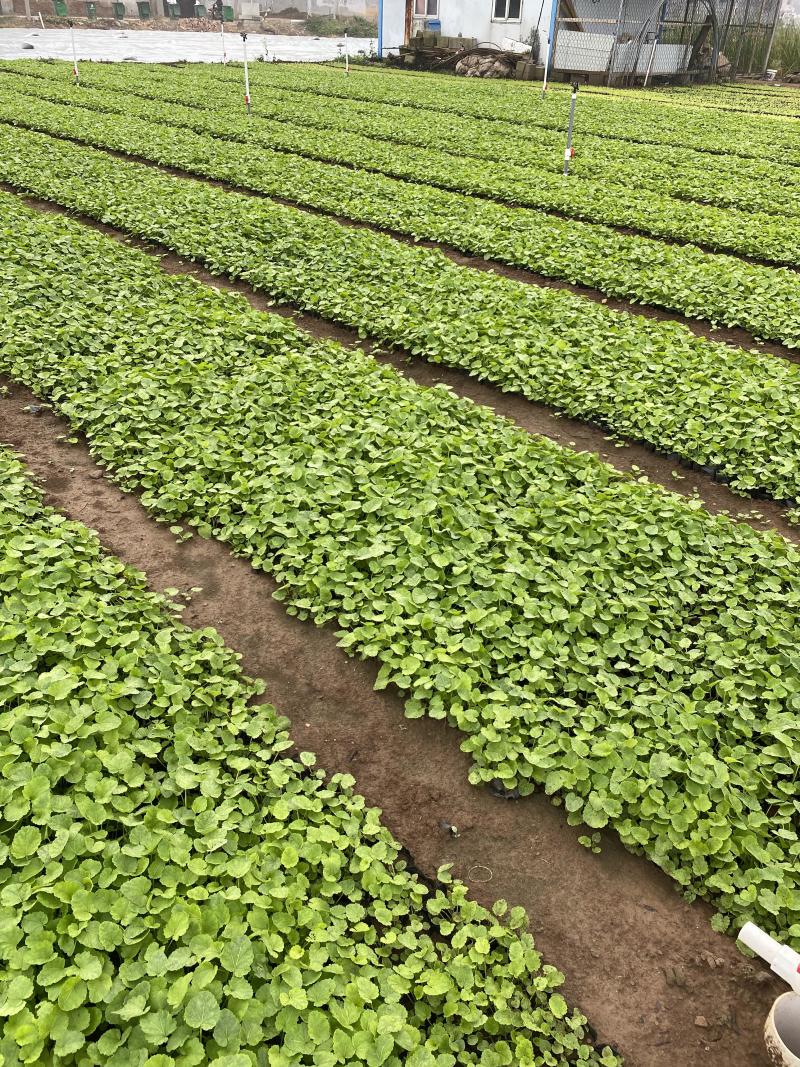蜀葵农户直销蜀葵600万低价处理蜀葵
