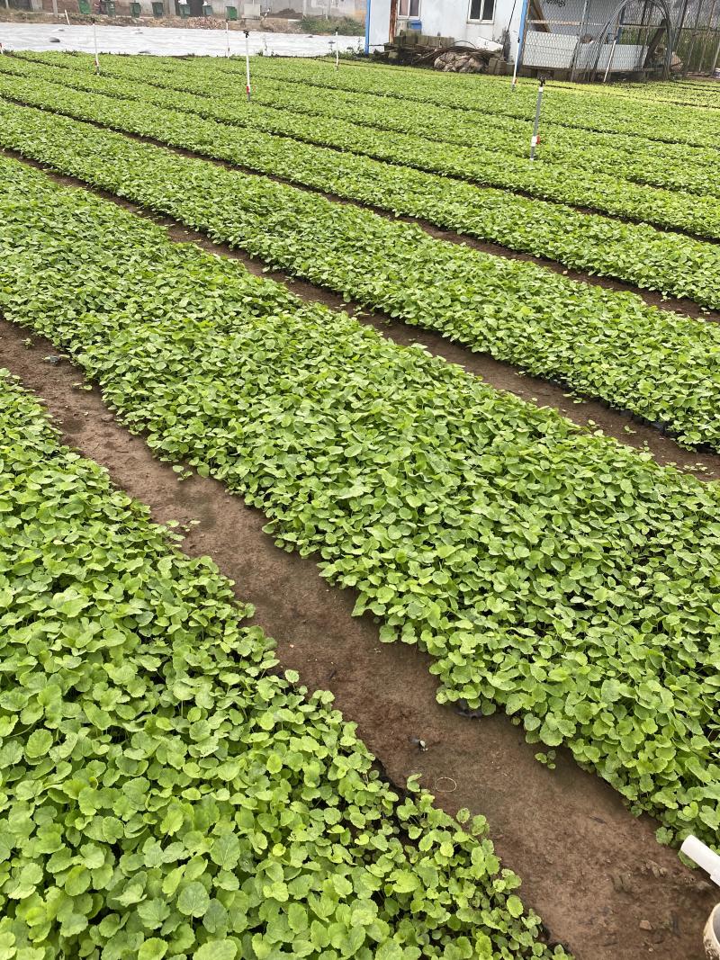蜀葵农户直销蜀葵600万低价处理蜀葵