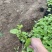 蜀葵农户直销蜀葵600万低价处理蜀葵