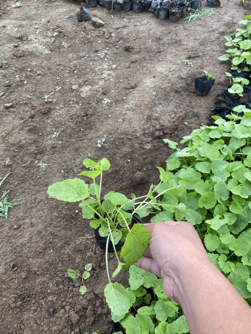 蜀葵农户直销蜀葵600万低价处理蜀葵
