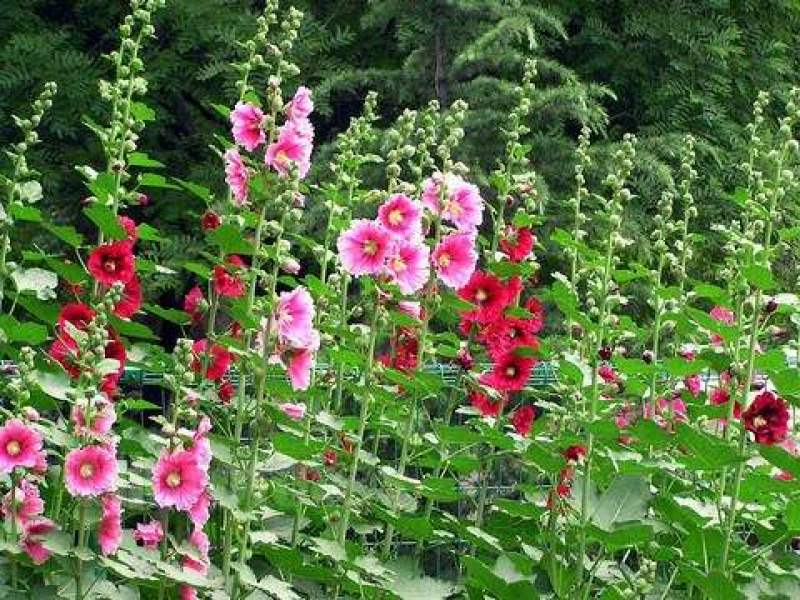 蜀葵农户直销蜀葵600万低价处理蜀葵