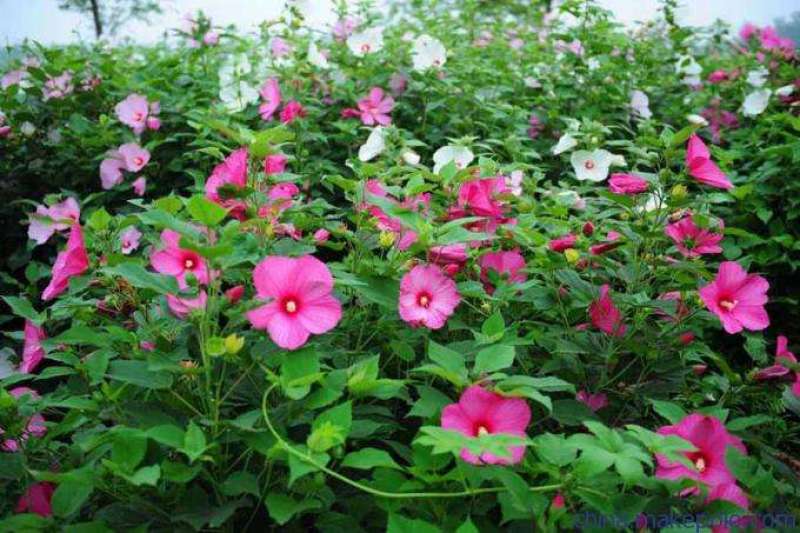 大花秋葵农户直销80万大花秋葵低价处理