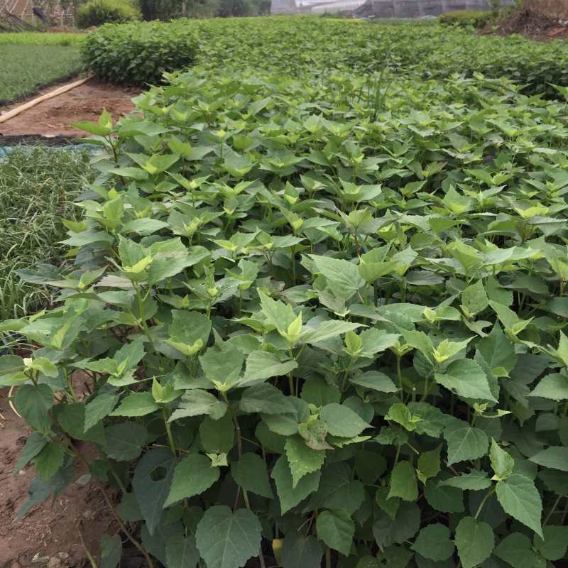 大花秋葵农户直销80万大花秋葵低价处理