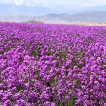 蓝香芥种植基地蓝香芥农户30万低价处理