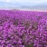 蓝香芥种植基地蓝香芥农户30万低价处理