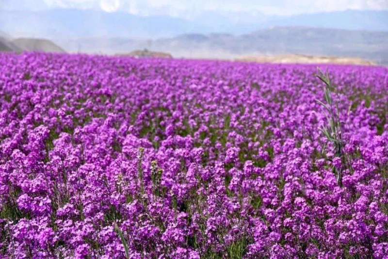 蓝香芥种植基地蓝香芥农户30万低价处理