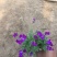 蓝庭芥种植基地蓝庭芥青州基地自产自销。