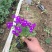 蓝庭芥种植基地蓝庭芥青州基地自产自销。