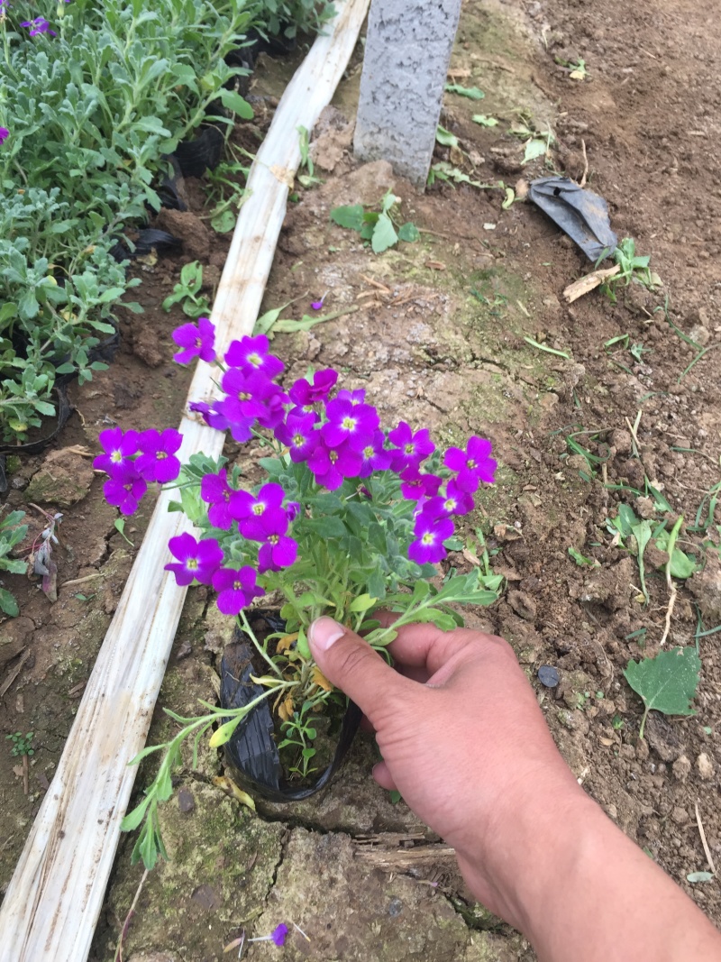 蓝庭芥种植基地蓝庭芥青州基地自产自销。