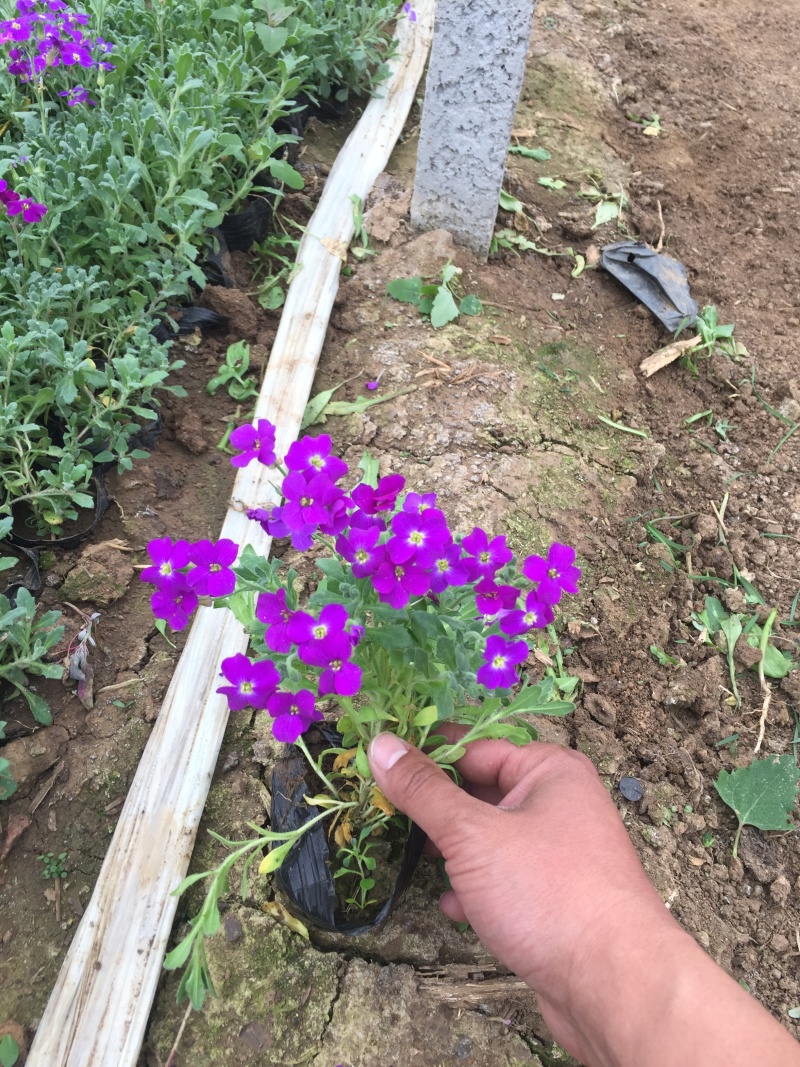 蓝庭芥种植基地蓝庭芥青州基地自产自销。