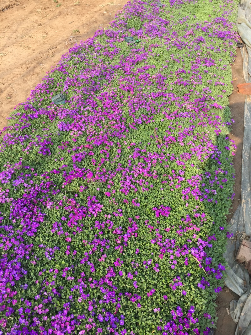 蓝庭芥种植基地蓝庭芥青州基地自产自销。