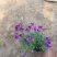 蓝庭芥种植基地蓝庭芥青州基地自产自销。