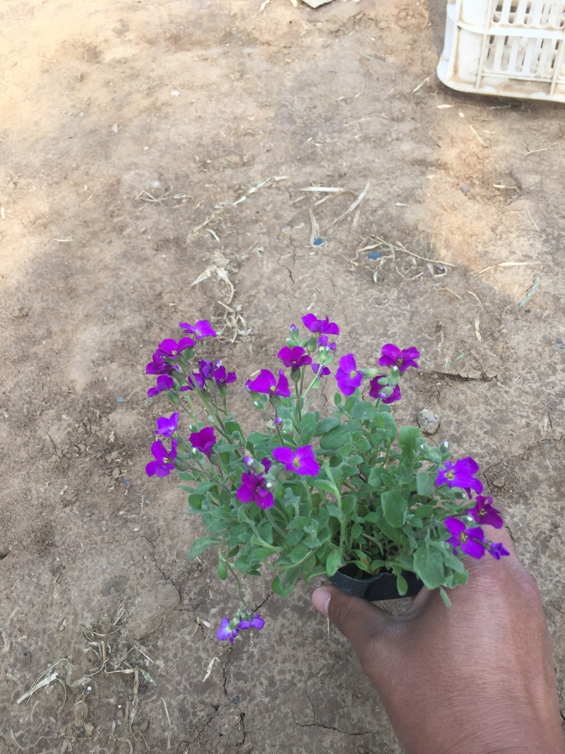 蓝庭芥种植基地蓝庭芥青州基地自产自销。