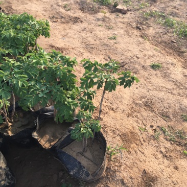 牡丹种植基地牡丹青州基地自产自销牡丹价格