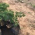 牡丹种植基地牡丹青州基地自产自销牡丹价格