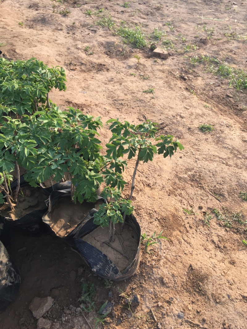 牡丹种植基地牡丹青州基地自产自销牡丹价格