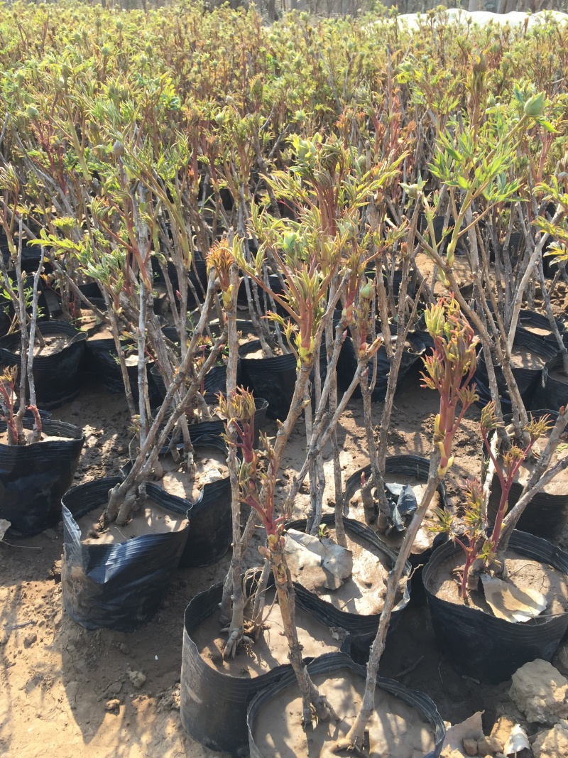 牡丹种植基地牡丹青州基地自产自销牡丹价格