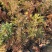 牡丹种植基地牡丹青州基地自产自销牡丹价格