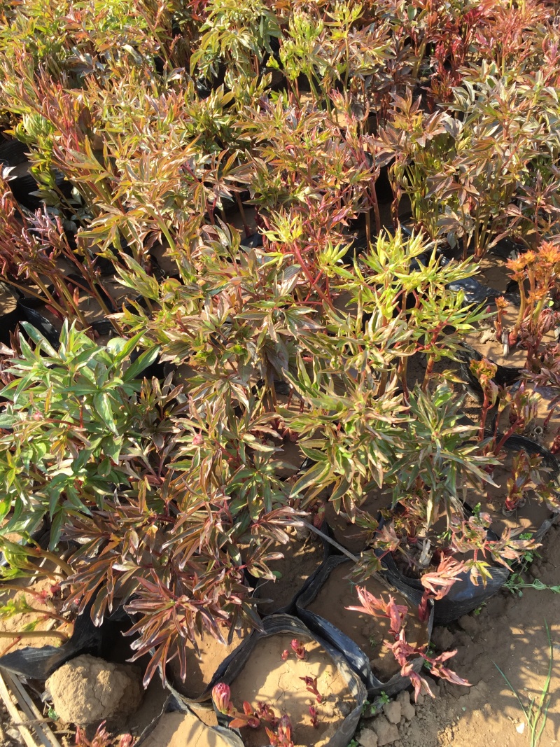 牡丹种植基地牡丹青州基地自产自销牡丹价格