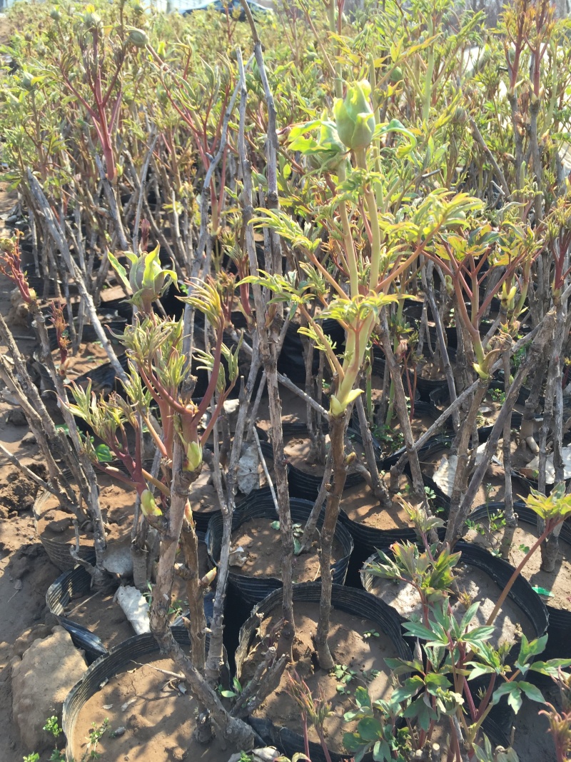 牡丹种植基地牡丹青州基地自产自销牡丹价格