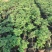牡丹种植基地牡丹青州基地自产自销牡丹价格