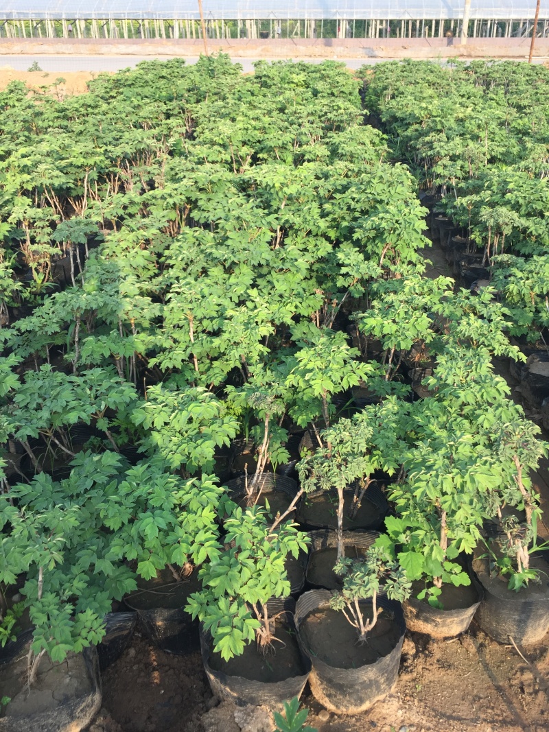 牡丹种植基地牡丹青州基地自产自销牡丹价格