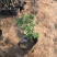 牡丹种植基地牡丹青州基地自产自销牡丹价格