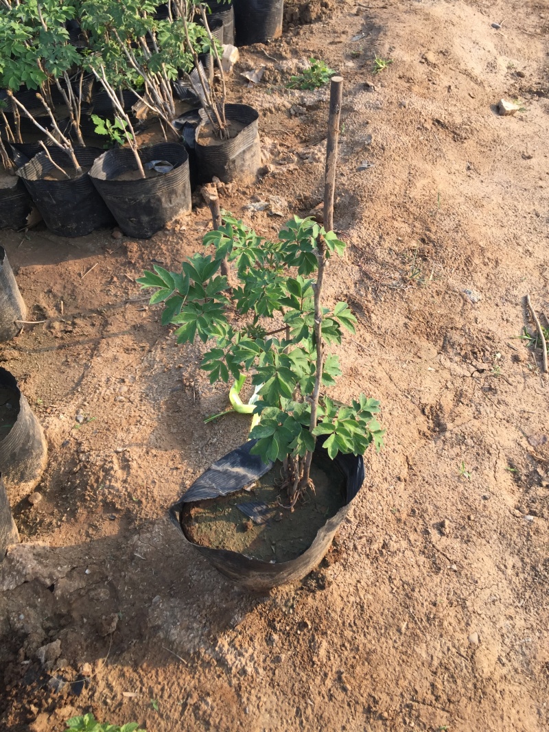 牡丹种植基地牡丹青州基地自产自销牡丹价格