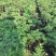 牡丹种植基地牡丹青州基地自产自销牡丹价格