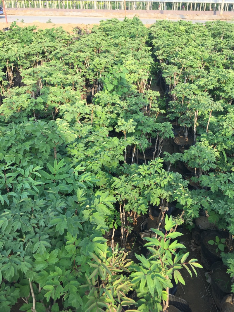牡丹种植基地牡丹青州基地自产自销牡丹价格