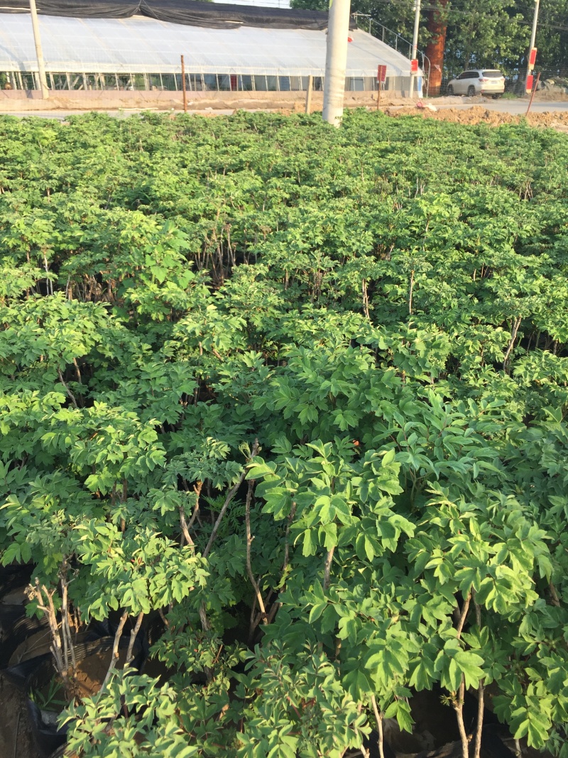 牡丹种植基地牡丹青州基地自产自销牡丹价格