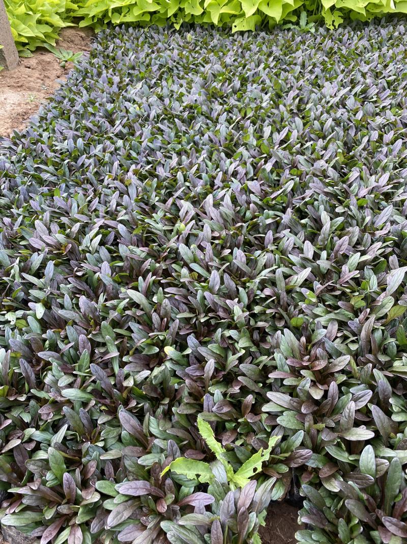 多花筋骨草自产自销多花筋骨草600万低价出售