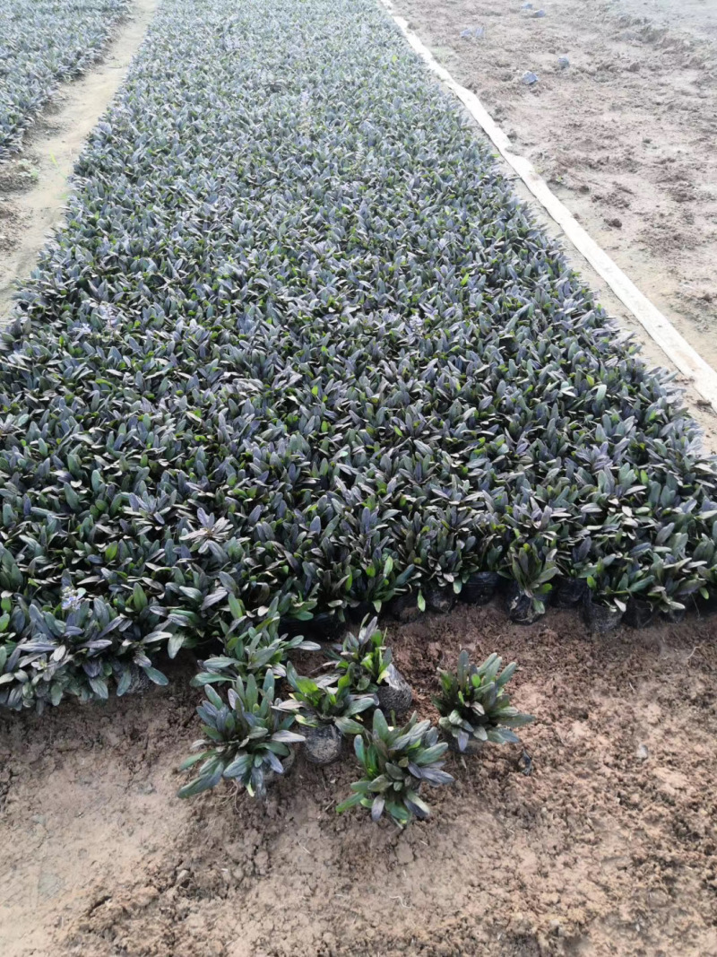 多花筋骨草自产自销多花筋骨草600万低价出售