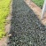 多花筋骨草自产自销多花筋骨草600万低价出售