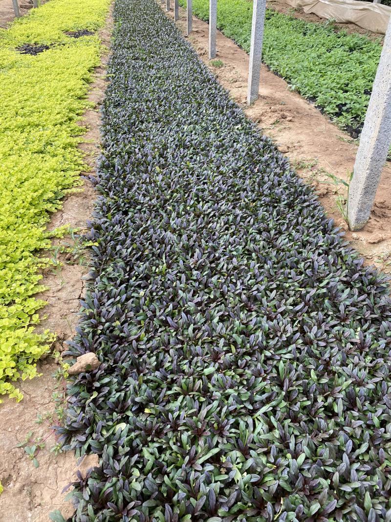 多花筋骨草自产自销多花筋骨草600万低价出售