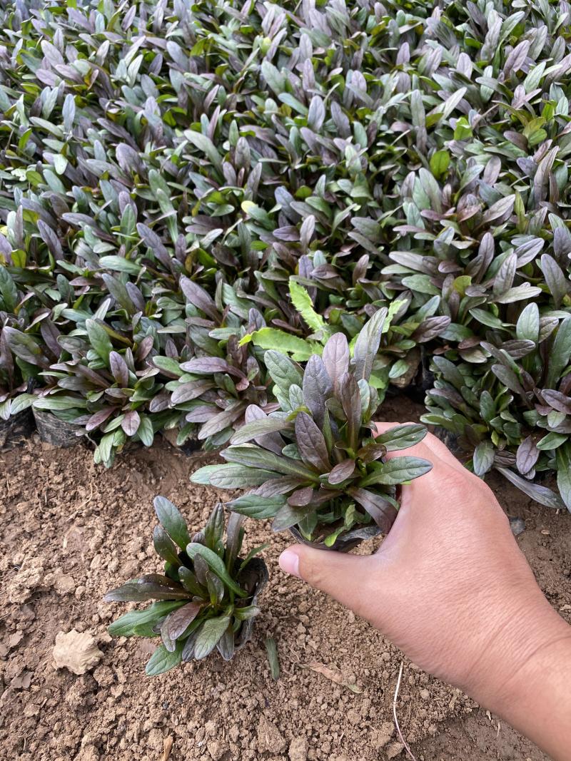 多花筋骨草自产自销多花筋骨草600万低价出售