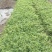 花叶蔓长春自产自销花叶蔓长春60万低价出售