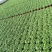 铜钱草自产自销铜钱草60万低价处理农户直销
