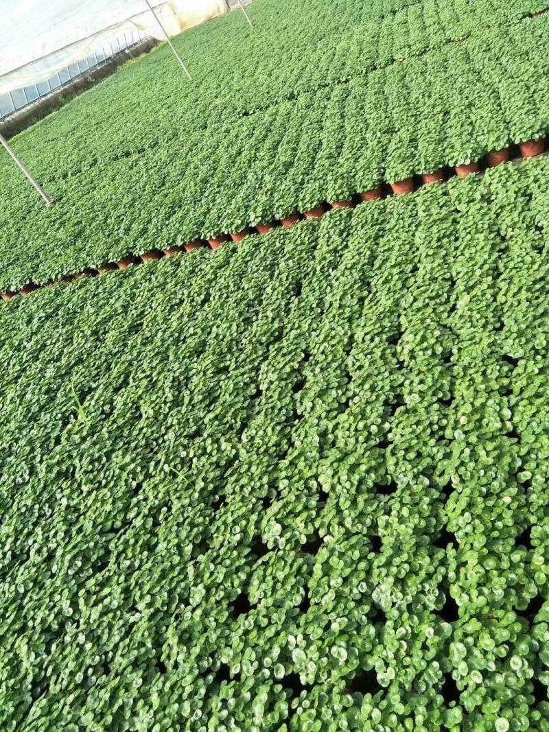 铜钱草自产自销铜钱草60万低价处理农户直销