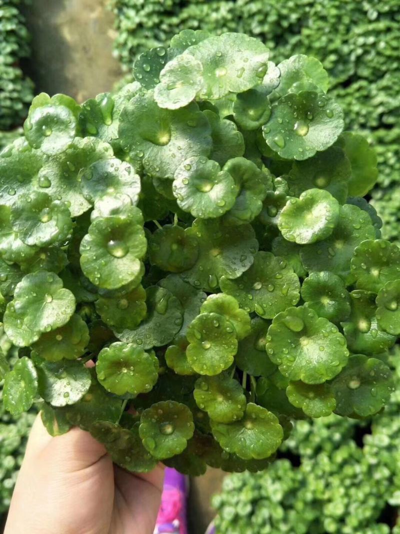 铜钱草自产自销铜钱草60万低价处理农户直销