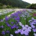 花菖蒲农户直销花菖蒲60万低价处理价格便宜